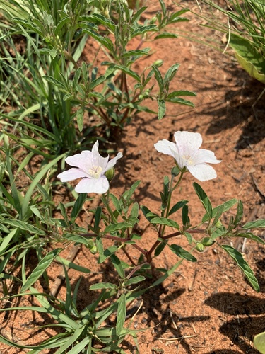 Monsonia biflora