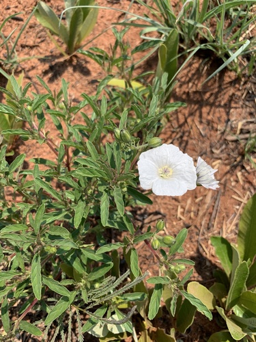 Monsonia biflora