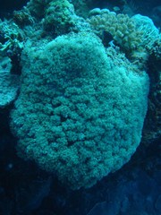 Physogyra lichtensteini