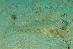 Istigobius rigilius