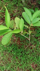 Syzygium samarangense