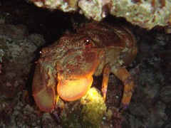 Scyllarides squammosus