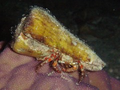 Dardanus sanguinolentus