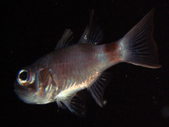 Nectamia