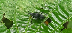 Rhodobaenus nawradii