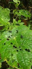 Rhodobaenus nawradii