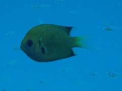 Pycnochromis pacifica