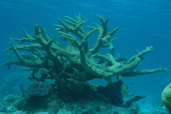Acropora florida