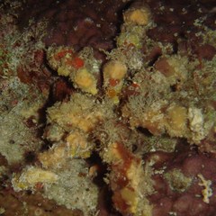 Camposcia retusa
