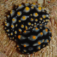 Phyllidia carlsonhoffi