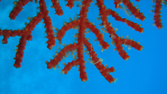 Astrogorgia dumbea