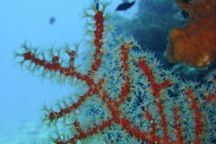 Astrogorgia dumbea