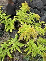 Solidago azorica