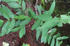 Syzygium samarangense