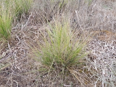 Ampelodesmos mauritanicus