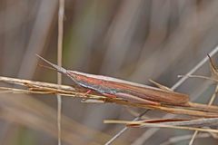 Brachycrotaphus tryxalicerus