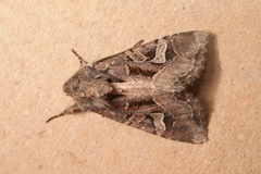 Trigonophora jodea