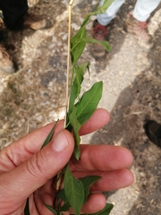 Convolvulus althaeoides