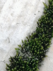 Bryophyta