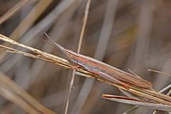 Brachycrotaphus tryxalicerus