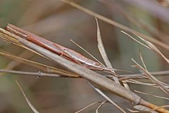 Brachycrotaphus tryxalicerus