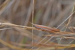 Brachycrotaphus tryxalicerus