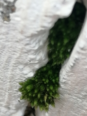 Bryophyta
