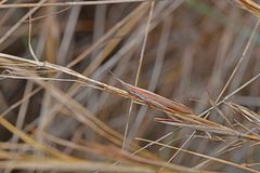 Brachycrotaphus tryxalicerus