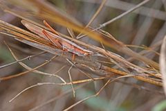 Brachycrotaphus tryxalicerus