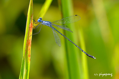 Lestes dorothea