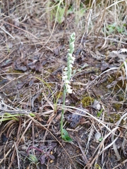 Spiranthes spiralis image