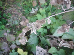 Arctium × maassii
