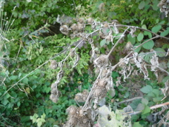 Arctium × maassii