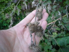 Arctium × maassii