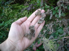 Arctium × maassii