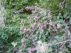 Arctium × maassii