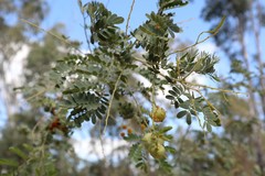 Acacia spectabilis