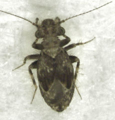 Pteroxanium kelloggi