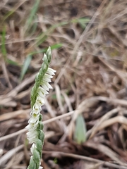 Spiranthes spiralis image