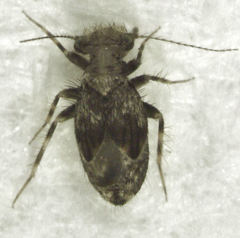 Pteroxanium kelloggi