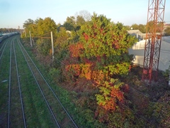 Parthenocissus inserta