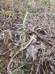 Spiranthes spiralis image