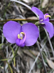 Swainsona procumbens