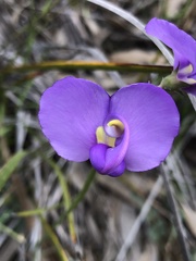 Swainsona procumbens
