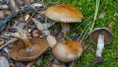Cortinarius infractus