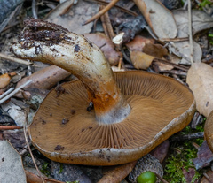Cortinarius infractus