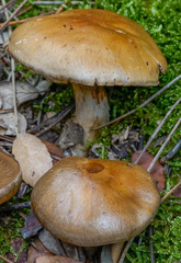 Cortinarius infractus