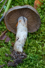Cortinarius infractus
