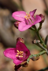 Boronia spathulata