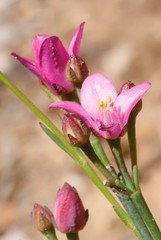 Boronia spathulata